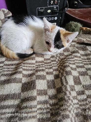 Мышыктар: Котята от домашней кошки - Помёт из трёх котят: два рыже-белых и один — 3