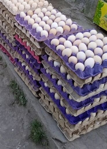 Yumurta: Yüksək keyfiyyətli toyuq yumurtaları topdan və pərakəndə satışda. Təzə