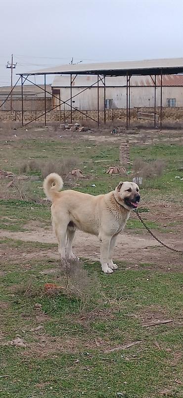 İtlər: Kanqal, 2 il, Erkek — 10