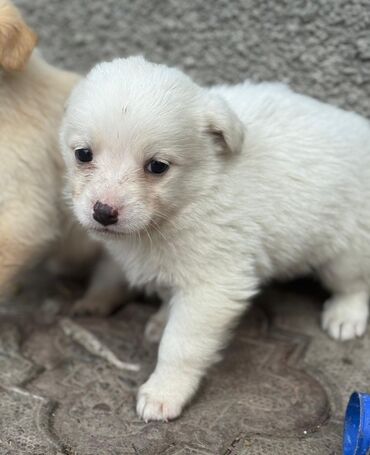 Отдам даром собаку: Собака даром: Дворняжка, 2 месяца, Самец — 4