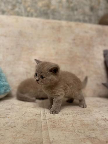 Кошки: Британская, Самец, Самка, В добрые руки, Самовывоз, Доставка в районы, Платная доставка — 5
