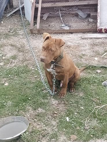 pitbul balaları: Pitbul, 8 ay, Erkək, Peyvəndli, Ünvandan götürmə — 5