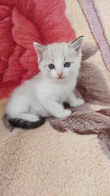 отдам кота я его боюсь: 2 месяца, Мальчик
