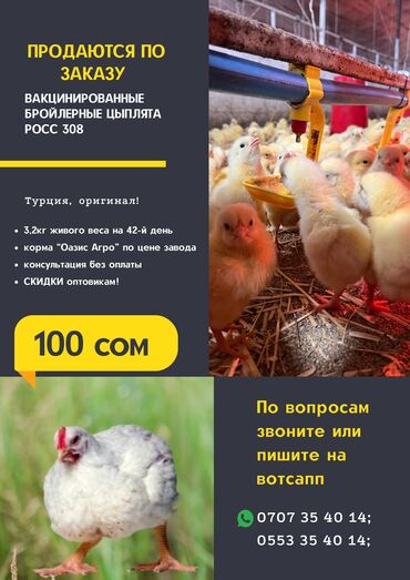 кой кана: Продаю | Цыплята | РОСС 308, КОББ 500 | Для разведения