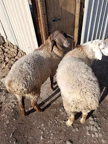 Баран, овца: Продаю | Овца (самка) | Полукровка | Для разведения — 1