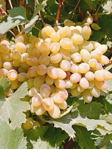 Şitillər: Üzüm tingləri – müxtəlif süfrə sortları Təsvir: - Seçmə süfrə üzüm — 6