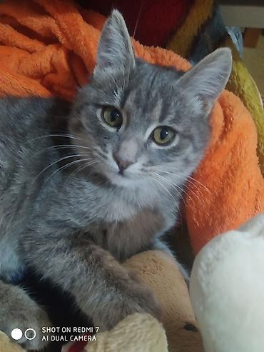 Отдам даром кошку: 3 месяца, Девочка — 6
