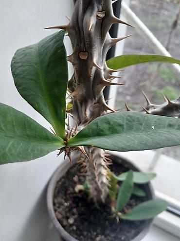 Молочаи: Молочай Миля (Euphorbia milii), комнатное суккулентное растение в — 1