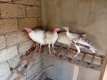 Индюшки: Hinduskanin ikisi 1 il 4 aylıq ikisi isə 6 aylıqdır.hamisi fərənin — 1