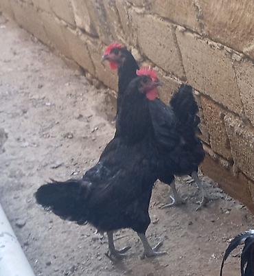toyuq cuce satişi: Salam təmiz qan avstralop toyuqları satıram. Hal hazırda — 1