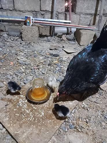 avstrolop cuceleri: Toyuq, Australorp, Damazlıq, Ünvandan götürmə — 4