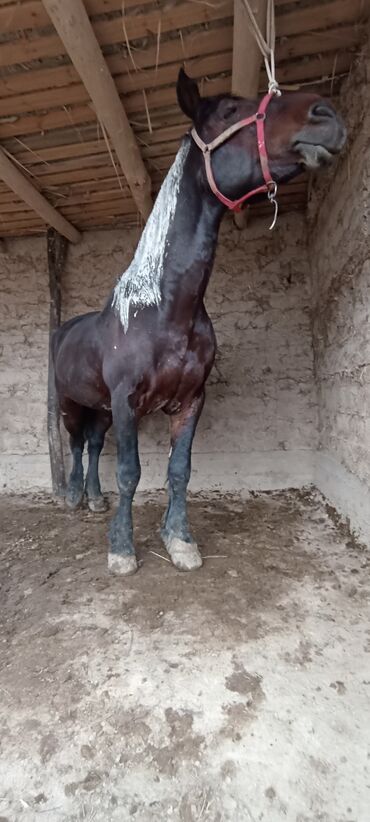 Лошади, кони: Продаю | Конь (самец) | Полукровка | Рабочий | Племенные — 2