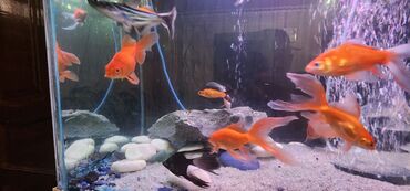 Akvariumlar: Dördbucaq akvarium, Balıqlarla birlikdə, 120 l — 3