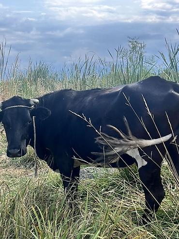 bakida cins ineklerin satisi: Dişi, il: 2, 200 kq, Südlük — 2