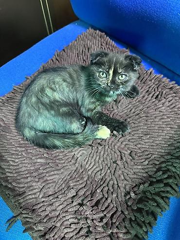 кошки бишкек купить: 🐾 Продаётся шотландский котёнок 🐱 Очень милый, ласковый и красивый — 2