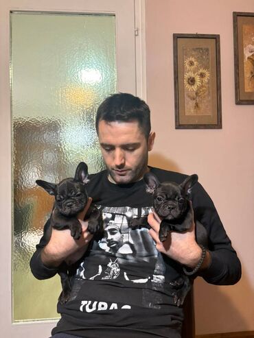 Psi: Odgajivačnica francuskih buldoga “THE BEST EDITION” predstavlja na lalafo.rs — 3 Psi: Odgajivačnica francuskih buldoga “THE BEST EDITION” predstavlja — 3