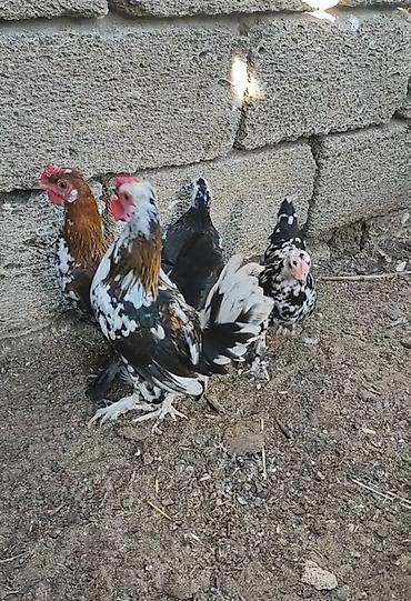 xoruz satisi: Toyuq, Damazlıq — 1