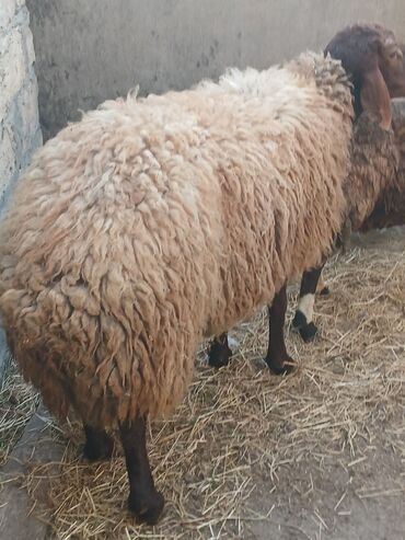 Бараны, овцы: Самец, Qala, лет: 2, 50 кг, Для разведения, Для мяса, Самовывоз, Платная доставка