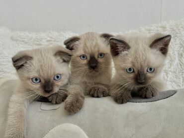 серые котята: Шотландские вислоухие котята ищут себе добрых хозяев. К лотку