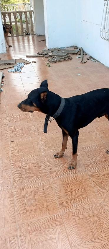 it üçün boyunbağı: Doberman, 10 ay — 2