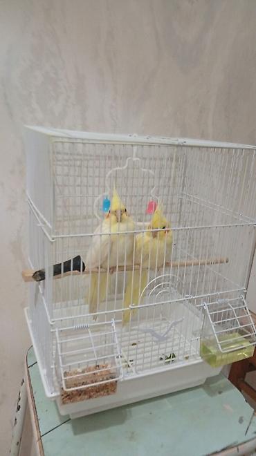 qus nomreleri: Məhsul: Korella (Cockatiel) balaları Cüt satılır kim isdese əlaqe — 1