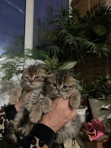 куплю домашнее животное: Продаются шикарные котята с бархатной шерстью шотландской породы 6