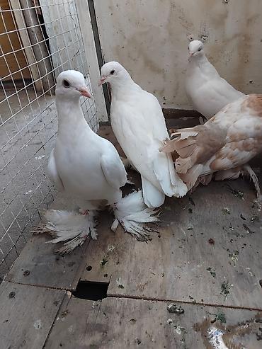 keci pendiri qiyməti: Dekarativ goyercinler 5 ededi 5 ni goturen olarsa razlaşariq — 7