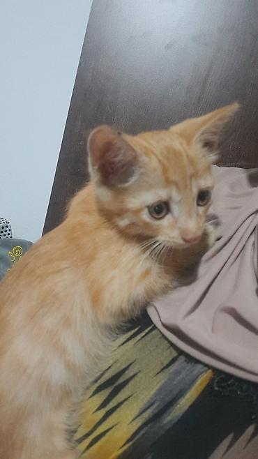 коты белый: Рыжий котёнок с тигровым рисунком на шерсти. Короткошёрстный, с мягкой — 1