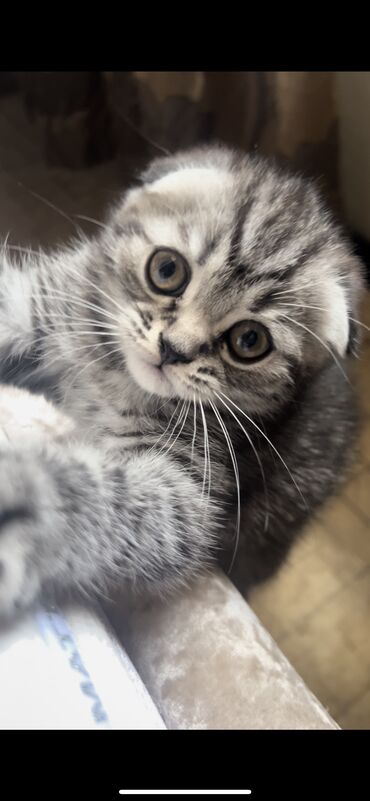 купить котика: Продаю котика шотландский вислоухий мальчик. 1,5 месяца к лотку