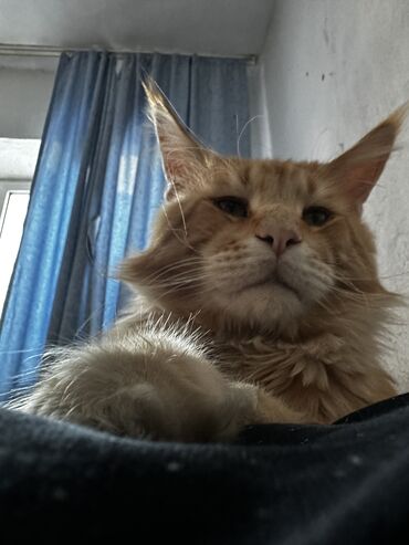 Вязка кошек: Вязка: Maine Coon breed, Boy cat, 2 years cat, With documents cat, With vaccinations cat, Ginger cat color