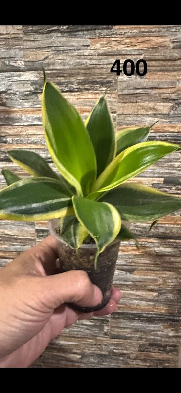 Другие комнатные растения: Комнатные растения — 10