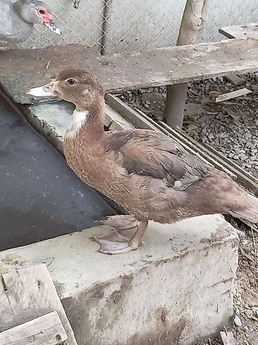 satilik bildircin: 3 ədəd dişi ördək satılır krasnadar sort qarışıgı var — 2
