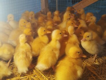 Cücələr: Ördək cücələri, Ətlik, Ünvandan götürmə, Rayonlara çatdırılma, Ödənişli çatdırılma -da lalafo.az — 9 Cücələr: Ördək cücələri, Ətlik, Ünvandan götürmə, Rayonlara çatdırılma, Ödənişli çatdırılma — 9