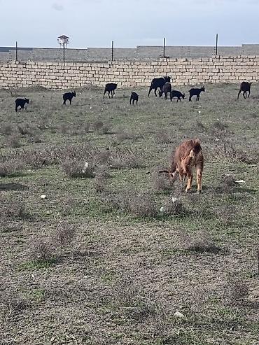 heyvan bazarları: Murçiano keçi sürüsü. Qiymetlər 250 den başlayır — 9