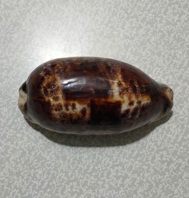 Digər kolleksiyalar: Rakuşka (balıq qulağı) satılır, xaricdən gəlmədir, nadir növdür, çox — 5