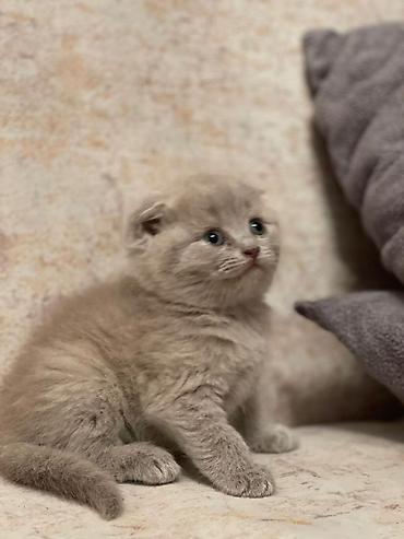 Pişiklər: Britan, Yaxşı əllərə — 8