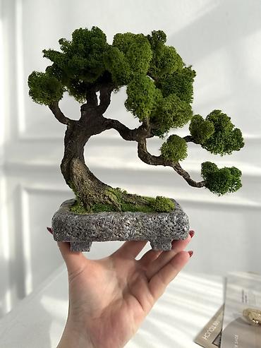 Декоративные цветы: В переводе с японского Бонсай означает «дерево, выращенное в блюде» — 64