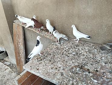 goyerçin: 13 dənədi tərgitmə quşlardi — 5