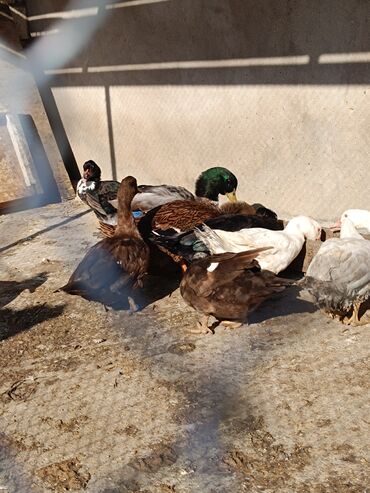 Ördəklər: 2 eded 6 ayliq yaxshi beslenmish ruan ordek(erkek dishi)cutu 125azn 5 -da lalafo.az — 18 Ördəklər: 2 eded 6 ayliq yaxshi beslenmish ruan ordek(erkek dishi)cutu 125azn 5 — 18