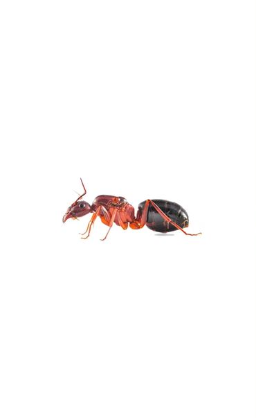 корм для кошек: 🇦🇿 Camponotus Turkestanicus koloniyası🐜 Qarışqaların dünyası sənə də