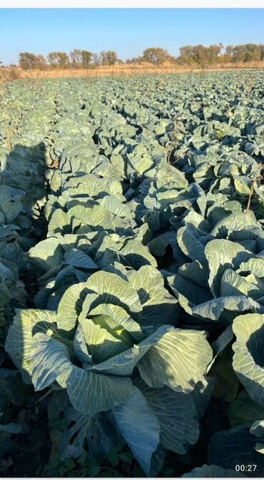 органайзеры для вещей: Капуста Ак капуста, Дүңүнөн