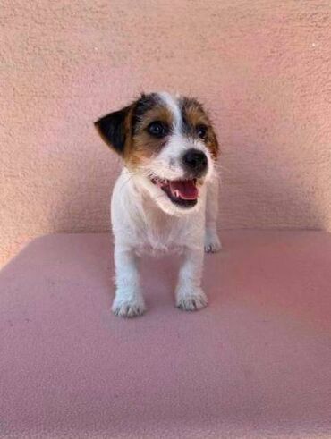 Psi: Jack Russell terijer štenci Na prodaju 4 ženkice Jack Russell — 1