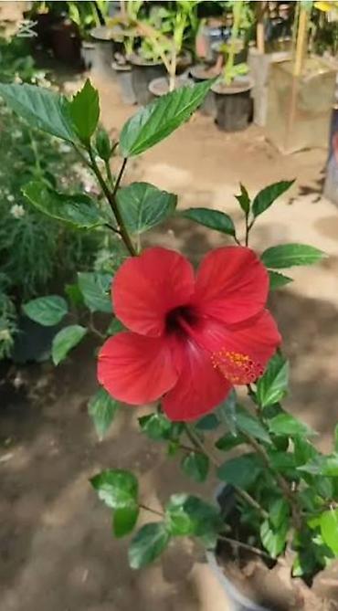 torf satilir: Kitayski roza yeni Hibiscus satılır Dibçəkdə. 35₼ satılır. Zəng edin — 1