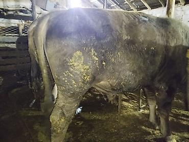 Коровы, быки: Продаю | Бык (самец) | На забой — 9