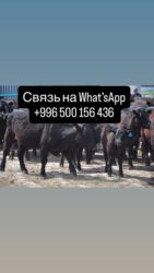 щенки французкого бульдога: Продаю | Бык (самец), Тёлка, Корова (самка) | Герефорд, Голштин, Алатауская | На откорм, Для молока, На забой | Племенные