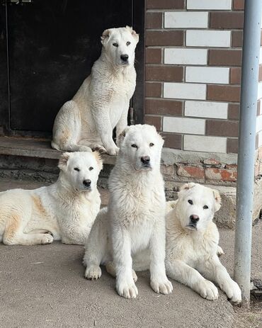 İtlər: Alabay, 3 ay, Erkek, Peyvəndli