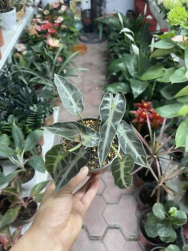 алоказия: Алоказия «Поли» (Alocasia x amazonica ‘Polly’) в пластиковом горшке — 2