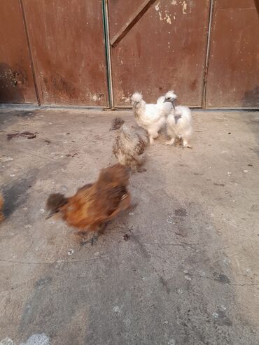 Toyuqlar: Toyuq, Damazlıq, Ödənişli çatdırılma -da lalafo.az — 7 Toyuqlar: Toyuq, Damazlıq, Ödənişli çatdırılma — 7