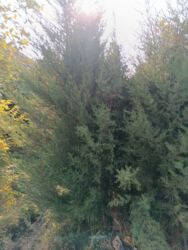 paulownia agaci: Pramida şam ağaclari həyət təmizlənir ucuz qiymətə satilir topdan