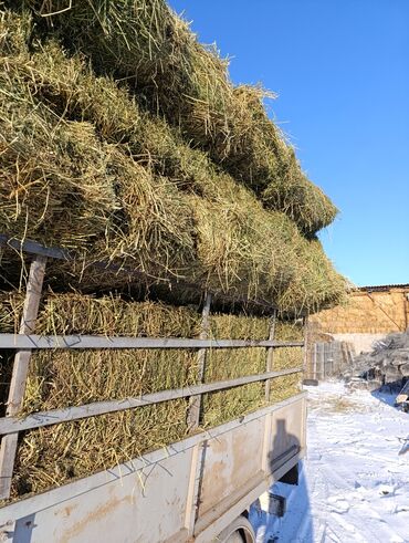 арпа бутылка: Таза беде арпа саман доставка бар по местности